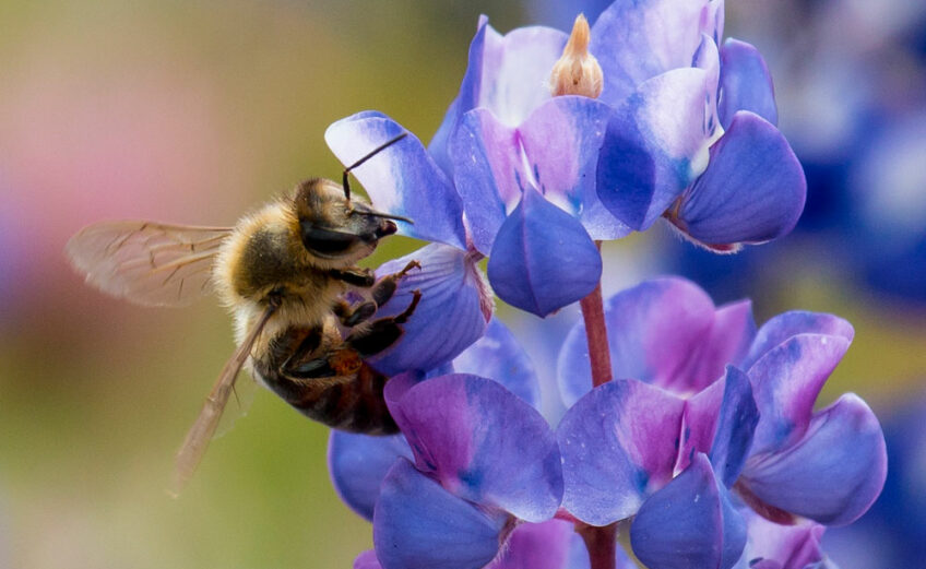 Native bumblebees are attracted to bluebonnets. The largest of the bees, bumblebees are buzz pollinators. Their wings beat 130 times more per second than other pollinators, vibrating flowers until they release pollen. Plants produce more fruit through buzz pollination, according to the National Wildlife Federation. That’s why tomato growers prefer bumblebees.