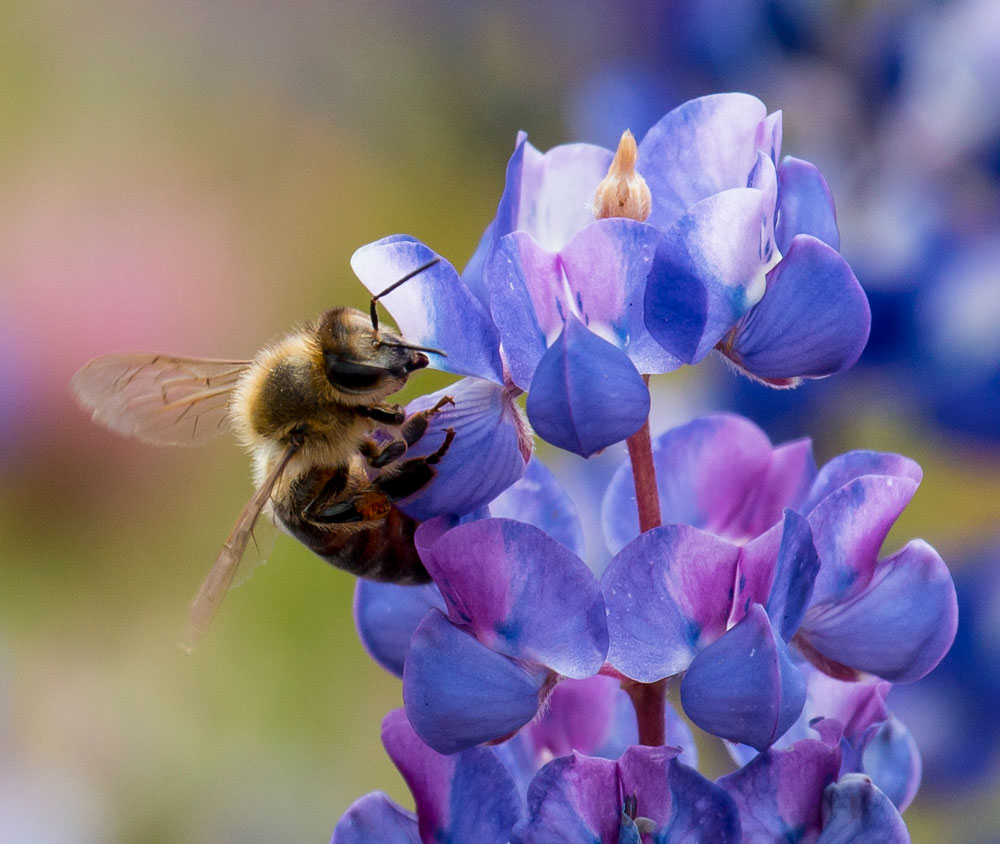 Native bumblebees are attracted to bluebonnets. The largest of the bees, bumblebees are buzz pollinators. Their wings beat 130 times more per second than other pollinators, vibrating flowers until they release pollen. Plants produce more fruit through buzz pollination, according to the National Wildlife Federation. That’s why tomato growers prefer bumblebees.