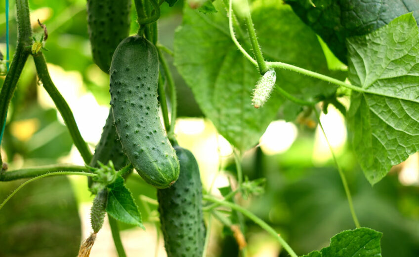 Harvest cucumbers when they turn green. The yellow ones have an "intense" flavor. Find other helpful summer garden tips below.