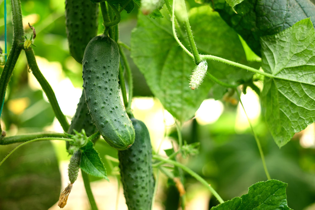 Harvest cucumbers when they turn green. The yellow ones have an "intense" flavor. Find other helpful summer garden tips below.