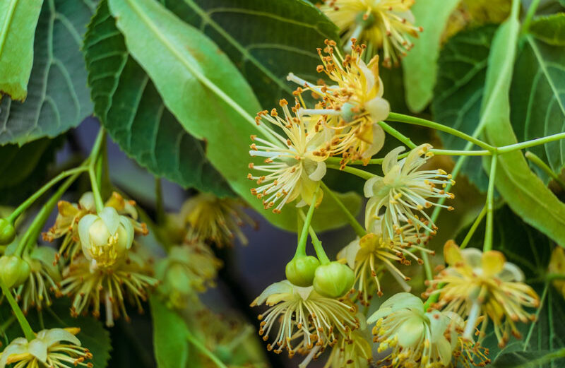 According to the Audubon Native Plants Database, American basswood, also known as American linden and bee tree, is naturally found in Central Texas and attracts cardinals, vireos, sparrows, wood warblers, woodpeckers, orioles, jays, and several other bird species.