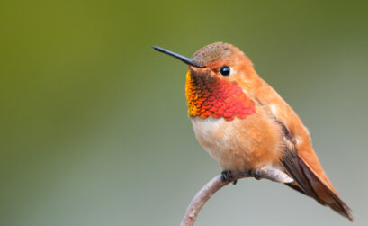 This is the face of a friend. Keep reading to learn about a hummingbird's intelligence and how it can recognize human allies. iStock image of male rufous hummingbird