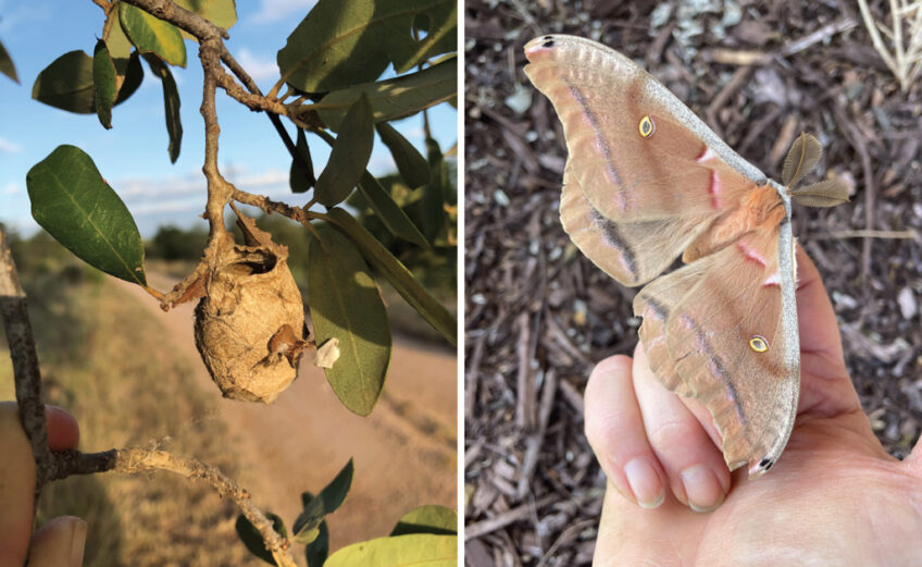 The polyphemus caterpillar builds a large cocoon (left) that looks a lot like a toy clay pot hanging from a tree. When it bursts forth as a moth, it is one of the bigger ones around. These moths only live a few days. Once they have mated and laid eggs for the next generation, they die. Staff photos by Jennifer Greenwell