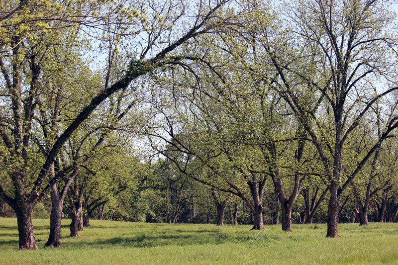 When pecan trees show their leaves in Texas, it’s a sure sign spring is here and the freeze danger is over. Read about more signs below.