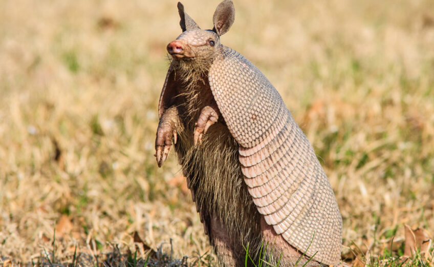 An armadillo stands on its hind legs to look for danger. The largest population of nine-banded armadillos lives in Texas, where the armored animal was named the official state small mammal in 1995. It shares the mammal title with the official state large mammal, the longhorn. iStock image