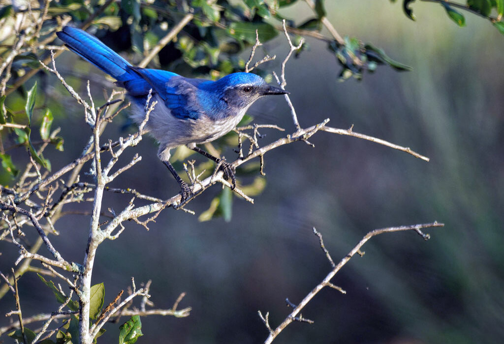 With a mix of food, water, and native plant habitat, suburban backyards can attract birds throughout the year. Staff photo by Daniel Clifton