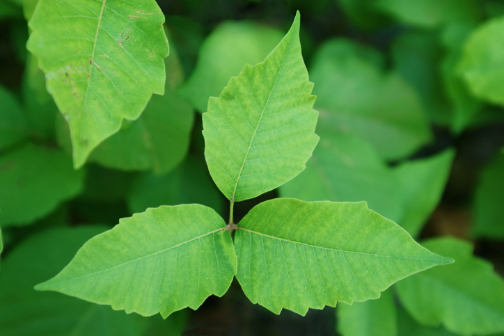 Poison ivy is common across North America. It contains a toxic clear liquid compound in its sap called urushiol that causes itching and skin rashes.