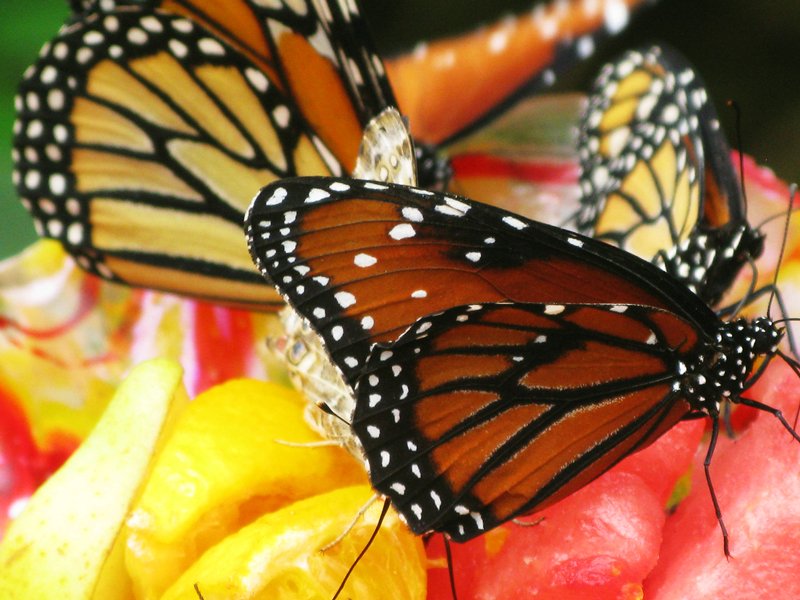 Butterflies enjoy ripe fruit as well as nectar from flowers. Turn your backyard into an eatery for the migrating insects by setting out very ripe fruit such as oranges, peaches, apples, and bananas.