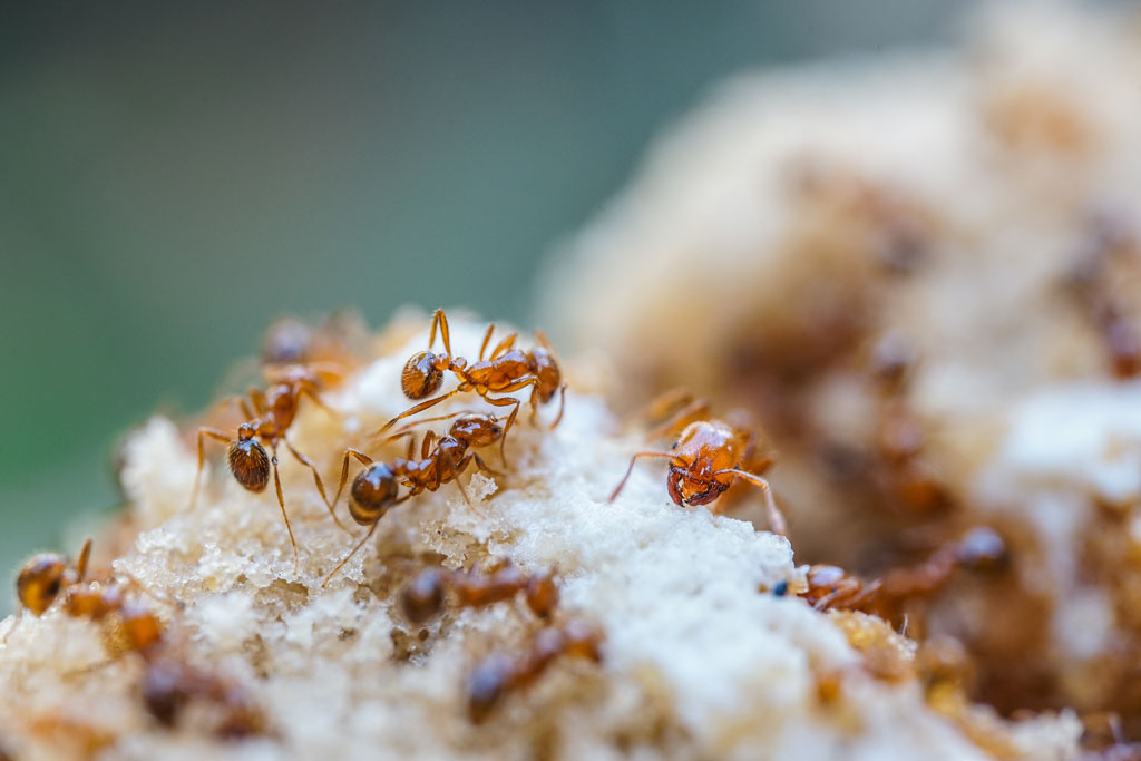 Keep reading for natural remedies to rid your yard of fire ants.