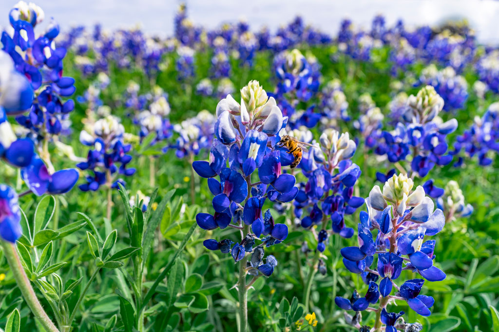 Pollinators land on the bottom, all blue, portion of a bluebonnet floret, causing the upper half to open up into two parts and expose the stamens and pistil, where pollen is taken and left behind. Photo by Ronnie Madrid/Divine Radiance Photography