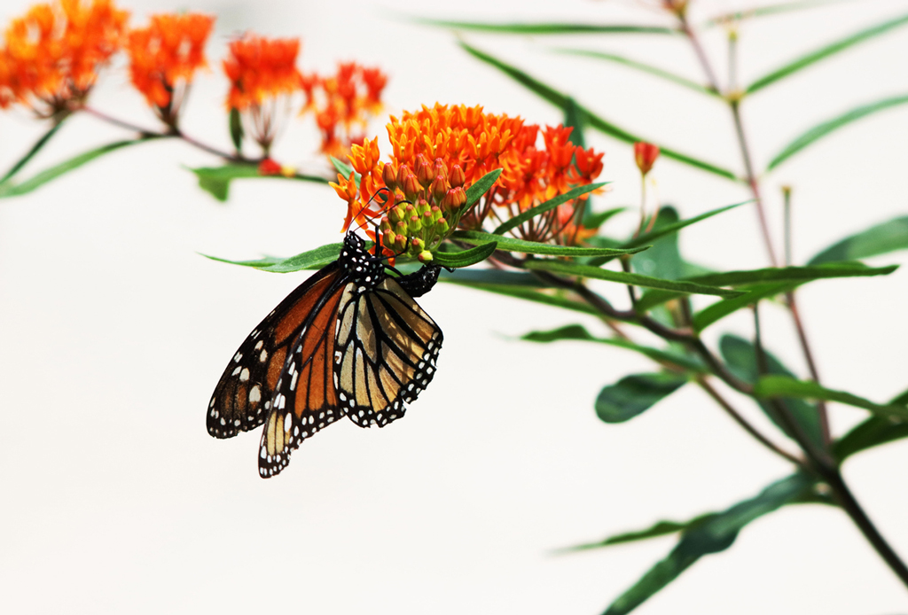 A monarch butterfly lays eggs on an orange butterfly weed, a native plant common to Central Texas. Although it is sometimes called orange milkweed, it does not produce a milky sap like milkweed. iStock image