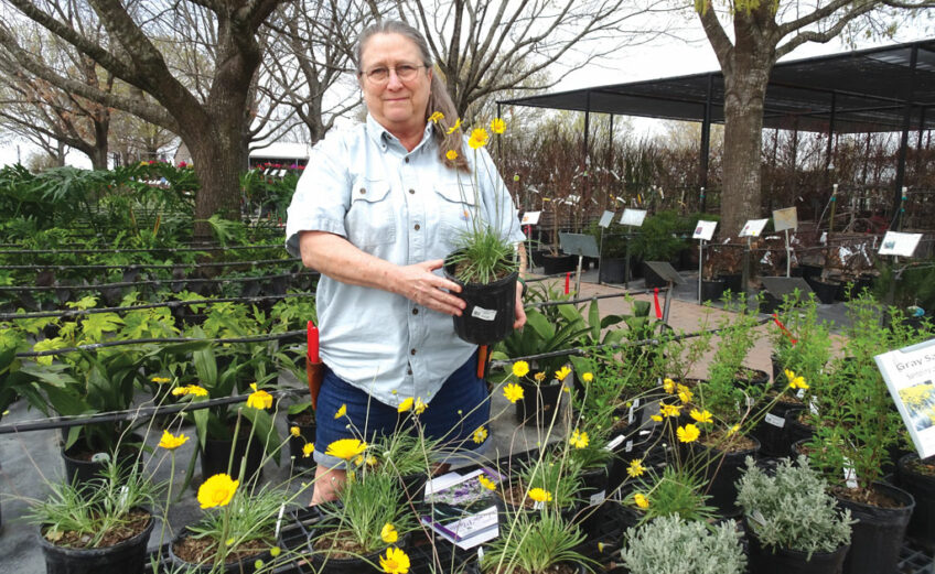 Mary Kay Pope displays Copper Canyon daisy plants at Backbone Valley Nursery in Marble Falls. The flower attracts butterflies and bees but not deer, which makes it an especially good choice for unfenced areas. Staff photo by Suzanne Freeman