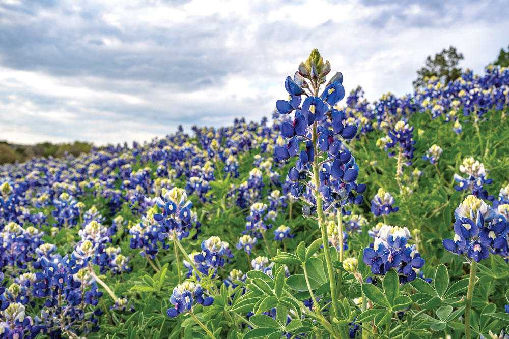 It's time to sow bluebonnet and other wildflower seeds for a spring show of color. Photo by Ronnie Madrid/Divine Radiance Photography