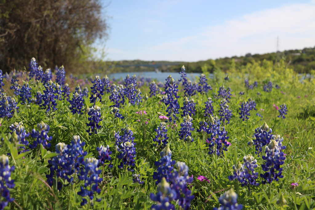 Bluebonnets at Lake Marble Falls. Visit Marble Falls recently introduced its new Wildflower Scenic Route map that includes trails to see all wildflowers in the Highland Lakes. 101HighlandLakes.com photo