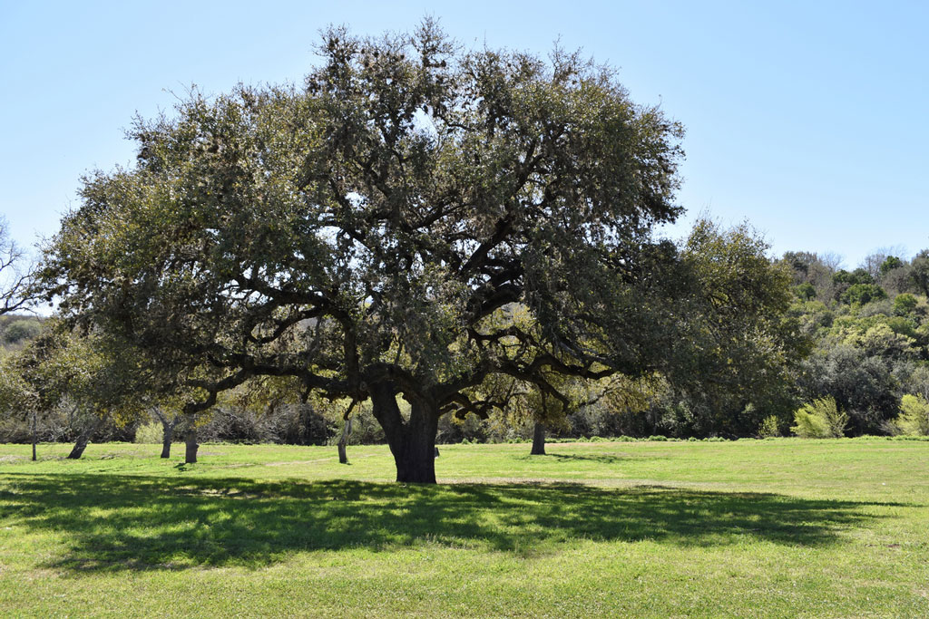 Live oak. iStock photo by Leslie Quiroz