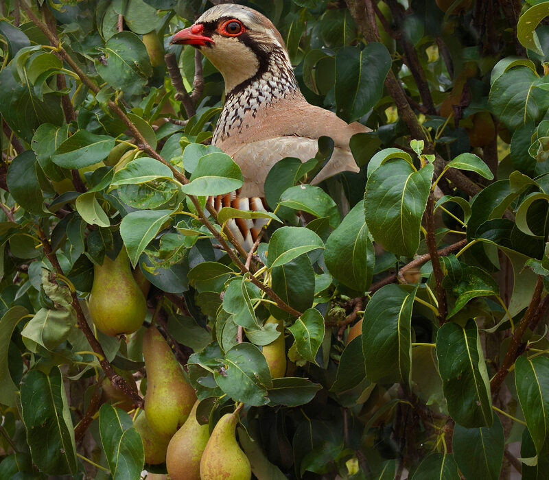 What does a 'partridge in a pear tree' really mean?