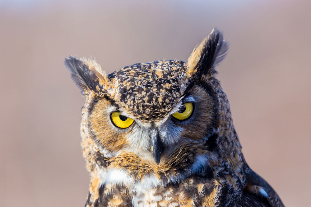 The great horned owl is named for its two feather tufts, like horns, on top of its head.