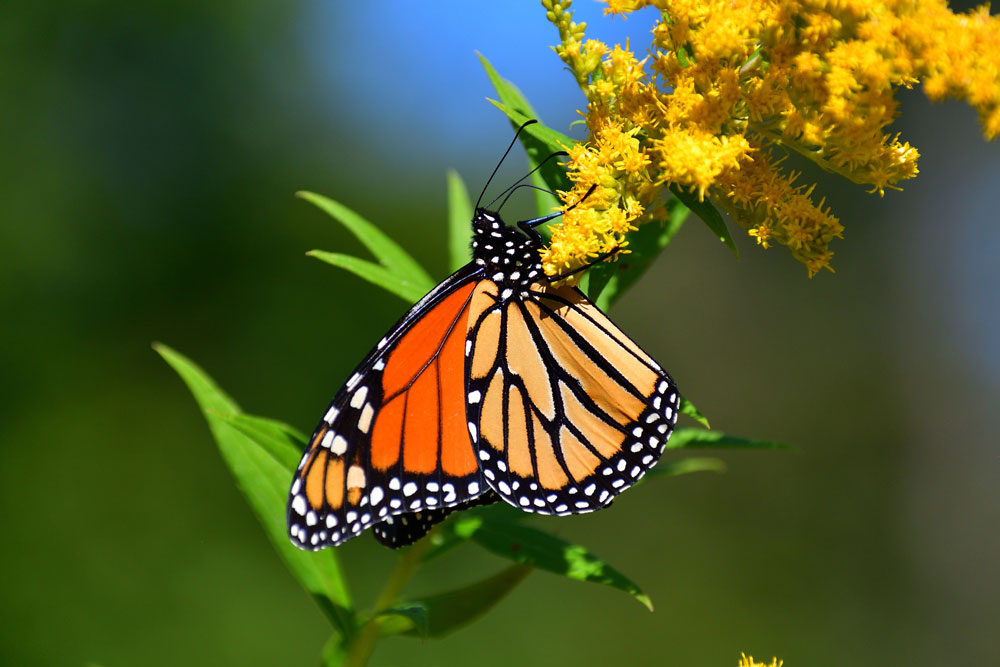 An adult monarch weighs about half a gram. Sensory organs on their feet and head help them identify plants, such as this goldenrod. iStock photo