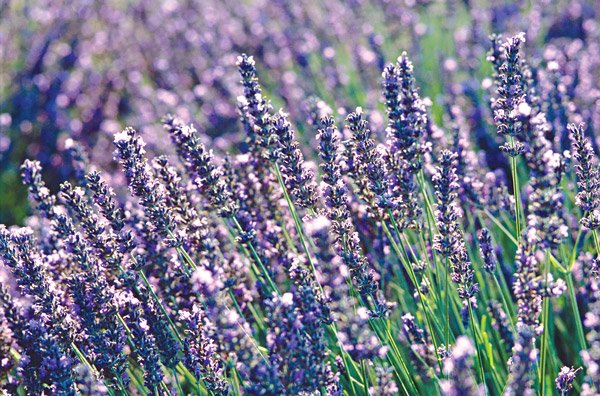 The Highland Lakes is home to several lavender farms.