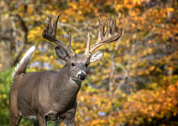 The general season for white-tailed deer hunting in Texas runs Nov. 7, 2015-Jan. 3, 2016.