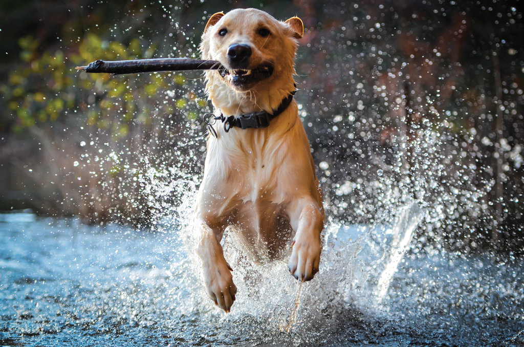 When packing dog supplies, don’t forget a few towels. Both you and your dog are going to want to take a dip in the water when visiting the Highland Lakes.