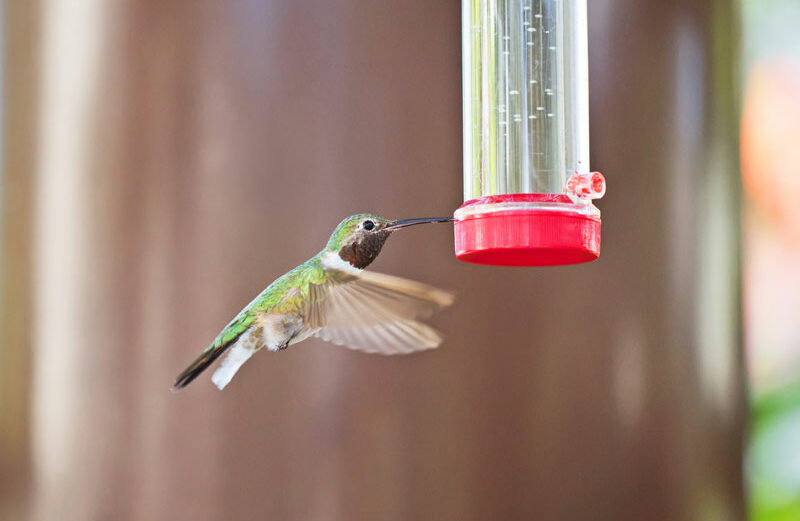 Do not add food coloring to your hummingbird feeder. Keep reading to find out the perfect ratios of water to sugar.