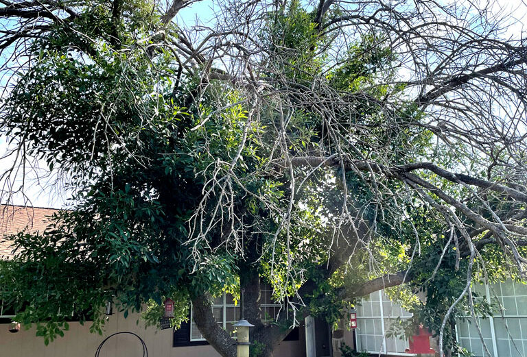 Remove dead branches from trees to get rid of the fuel load near your home and on your property. Photo by Martelle Luedecke