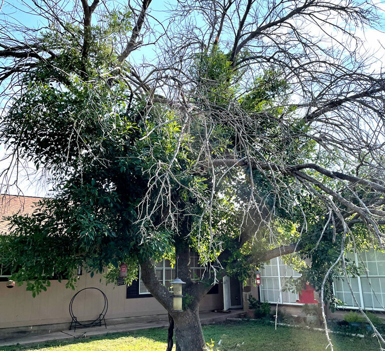 Remove dead branches from trees to get rid of the fuel load near your home and on your property. Photo by Martelle Luedecke