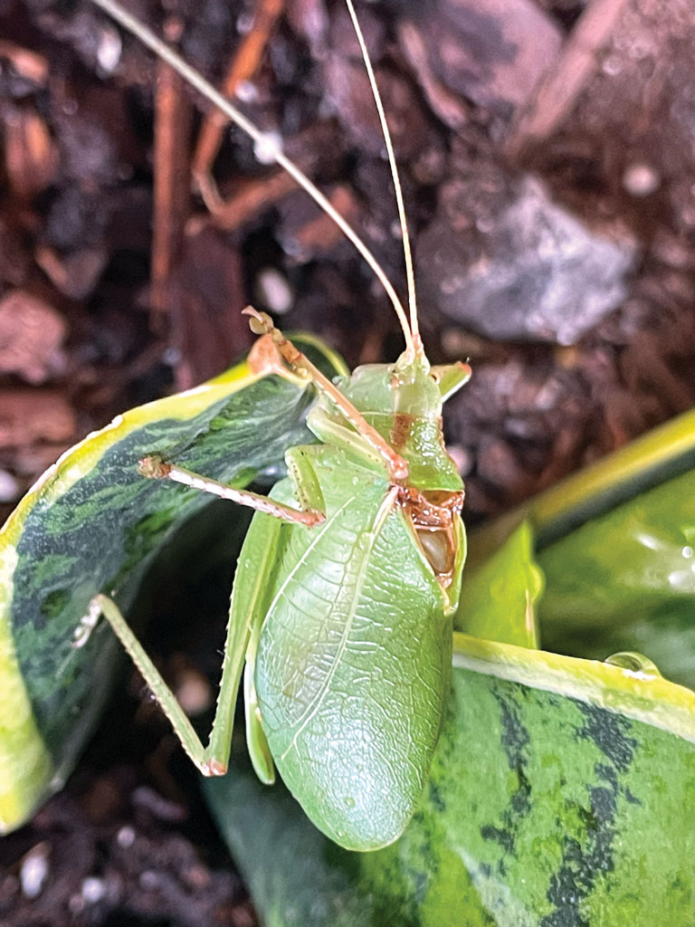 A Texas leaf katydid chows down on vegetation. Staff photo by Jennifer Greenwell