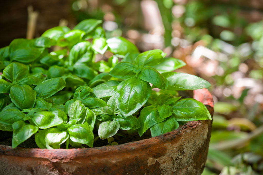 Potted basil on the patio can repel pests such as flies and mosquitoes.