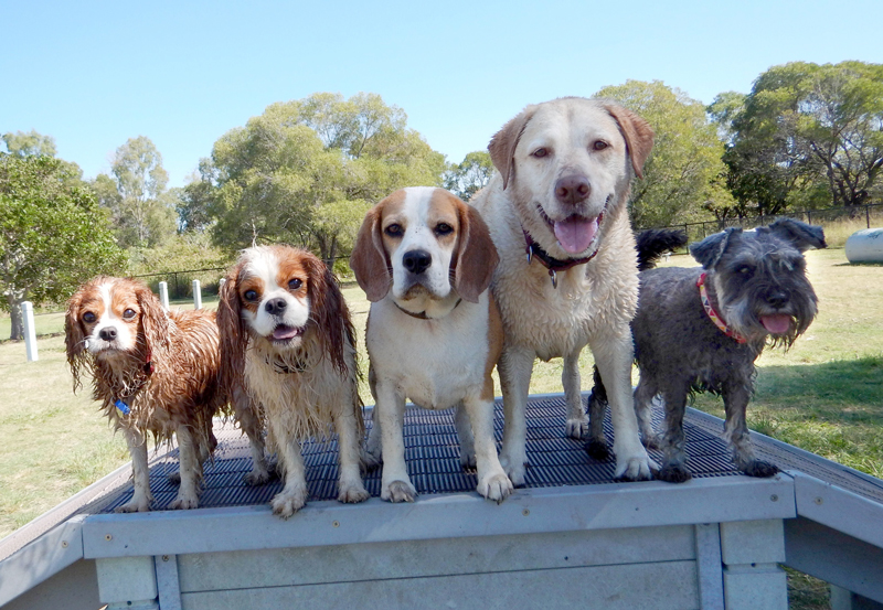 Doggy day cares provide a safe place for pets to learn to interact with other animals and have some fun while their owners are away.