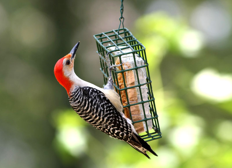 Don't forget to feed your backyard visitors. Master Gardener Sue Kersey's 'no-fail' suet recipe is below.