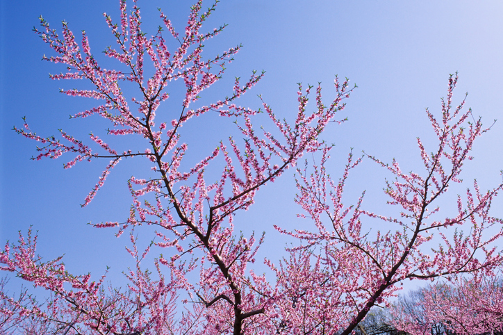 A peach tree in blossom. Chilling hours are important to choosing the right fruit tree for your garden.