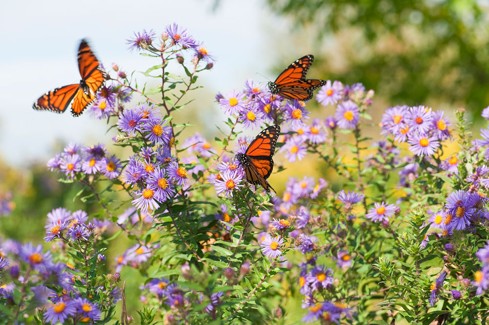 Asters are great plants to have in your garden for the monarch butterfly's fall migration. iStock image