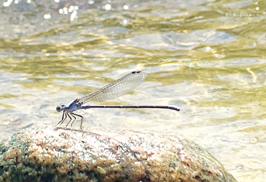 A powdered dancer damselfly pauses with wings folded on a rock in the Llano River. Dancers are found in areas with running water, such as rivers, or along shores of large lakes. Photo by Matt Greenwell