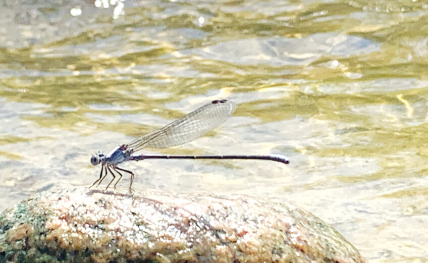 A powdered dancer damselfly pauses with wings folded on a rock in the Llano River. Dancers are found in areas with running water, such as rivers, or along shores of large lakes. Photo by Matt Greenwell