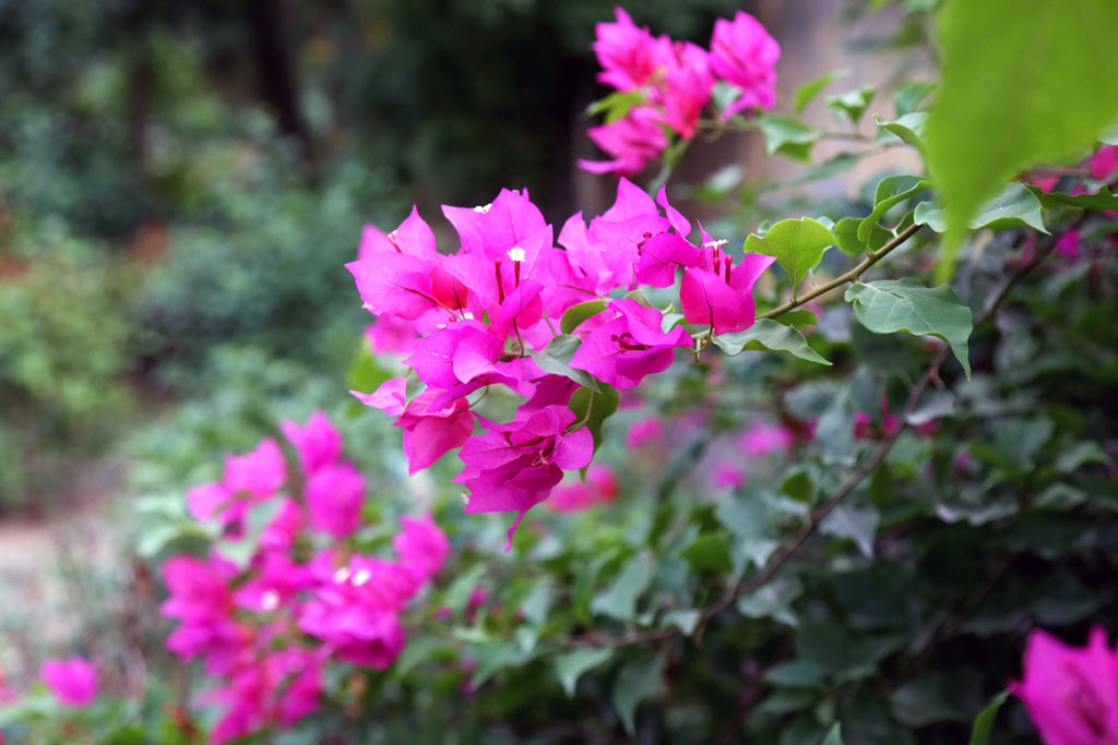 Brighten your garden with bougainvillea. Keep reading for other planting ideas this spring. iStock image