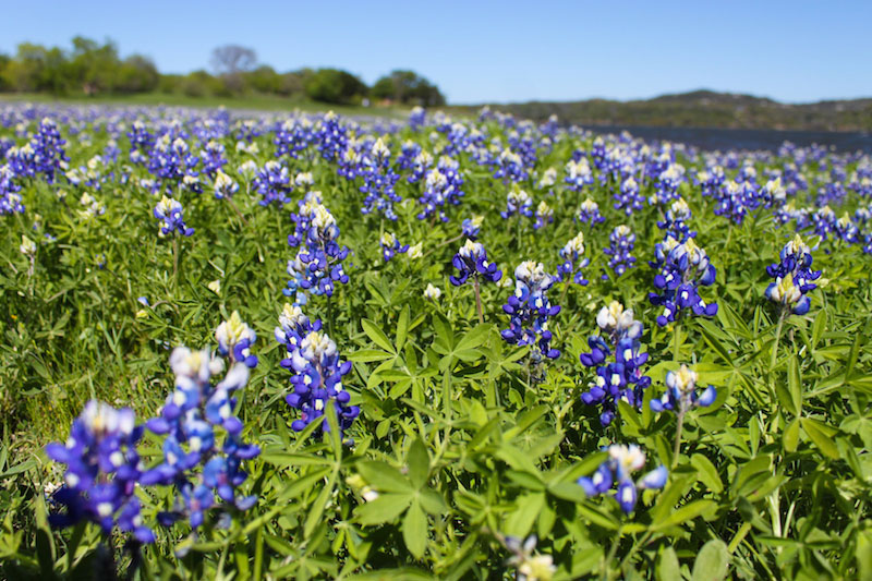 Muleshoe Bend has one of the best displays of bluebonnets in Texas. Photo by JoAnna Kopp