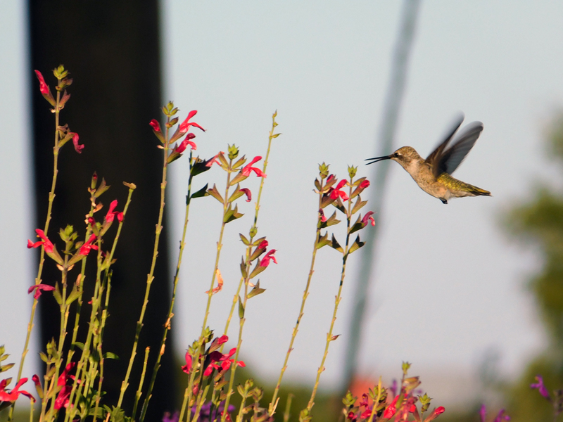 A hummingbird feeds on the nectar of red sage. Staff photo by Jennifer Greenwell