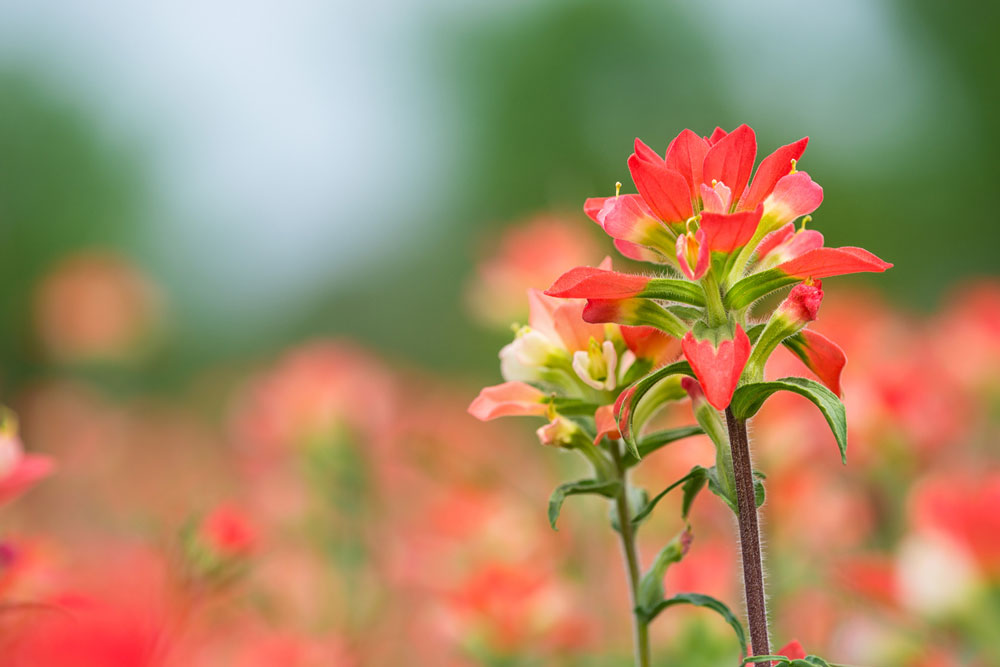 Texas paintbrushes