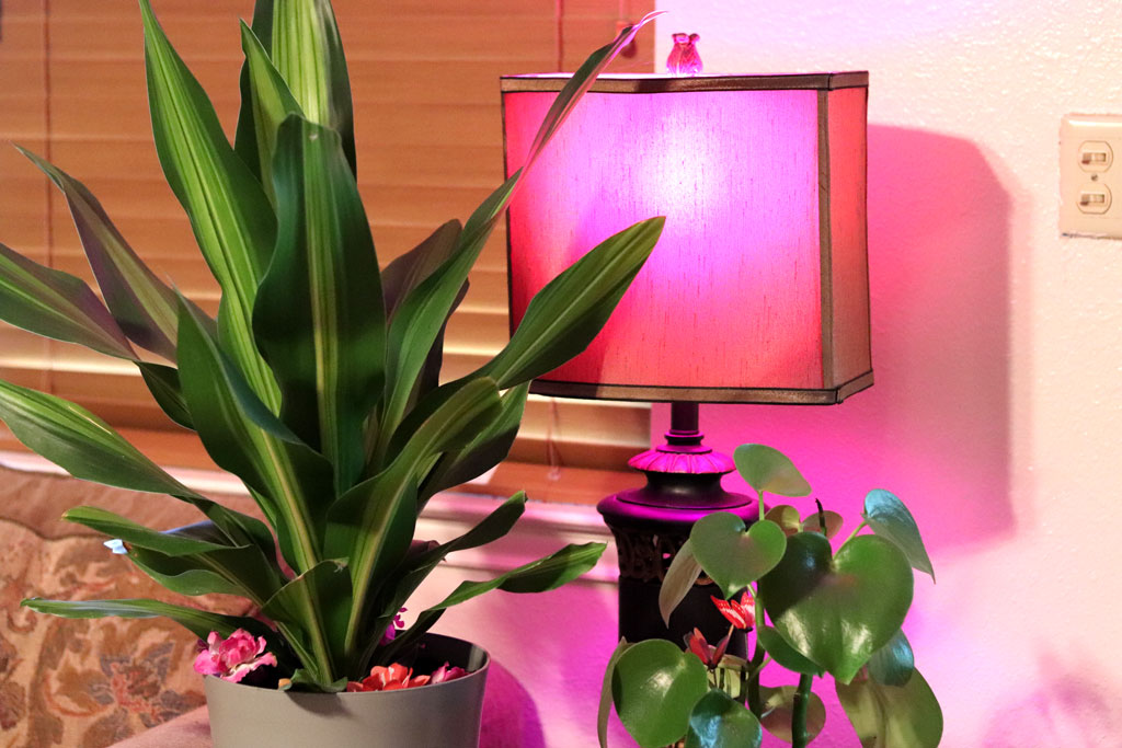 A grow light will keep your indoor plants healthy when you close your blinds to block out the summer heat and save on electricity. Photo by Martelle Luedecke