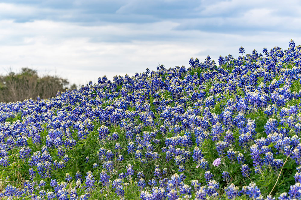 Photograph a group of bluebonnets on eye level with the flowers, as in this shot, which makes the outcropping look more full and colorful. A shot from the top down will show the dirt and leaves between the flowers and make them look sparse and less vibrant. Photos by Ronnie Madrid/Divine Radiance Photography