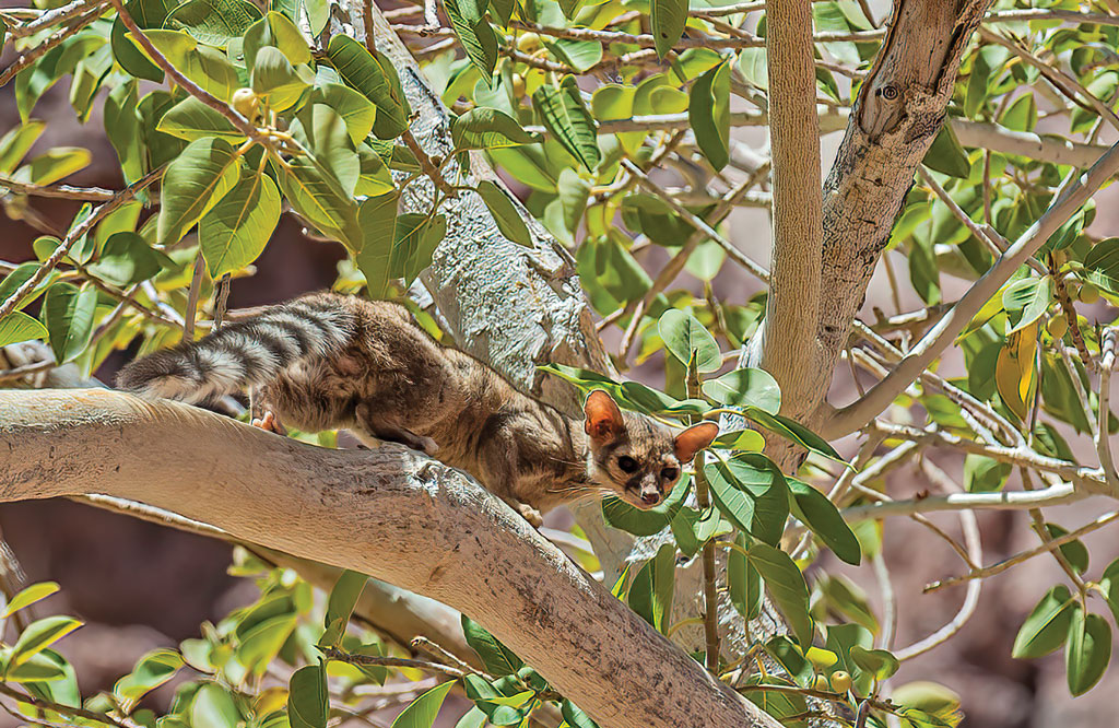 Ringtails mate in the spring, and females give birth to up to four kits. Mothers do most of the raising, but the dads have been known to stick around a short time to play with the babies. It would have to be a short time, however, as kits move out and are on their own at around 4 months old.