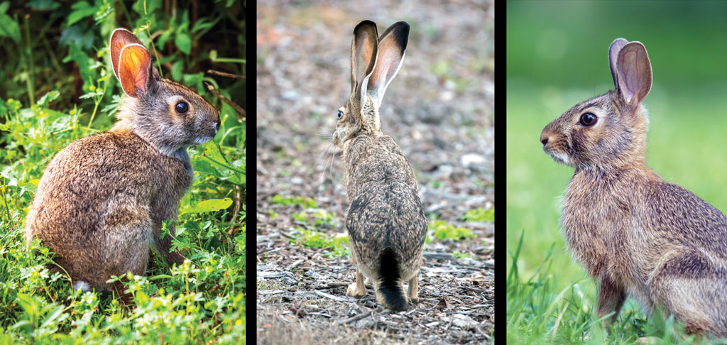 LEFT: Swamp rabbits often take to the water to escape a threat. They are known to submerge themselves with only a nose above water in hopes of eluding a predator. CENTER: Black-tailed jackrabbits have ears nearly as long as their hind feet. The ears have black tips and the tail has a black area that extends onto the rump. Mature females can have 2-4 litters a year with 4-6 young per litter. RIGHT: Eastern cottontails, unlike jackrabbits, prefer the shelter of brushy cover. They typically hop slowly, freezing in place ever so often to check their surroundings for predators. Eastern cottontails rely on camouflage and cover to stay out of harm’s way.