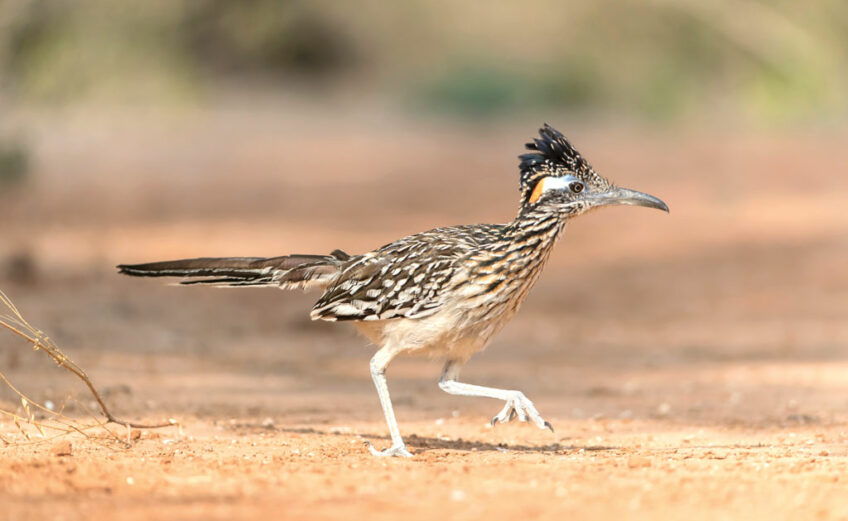 Though a roadrunner spotting might make you want to say ‘meep-meep,’ the ground bird actually coos, clucks, or rattles. It is a member of the cuckoo family.