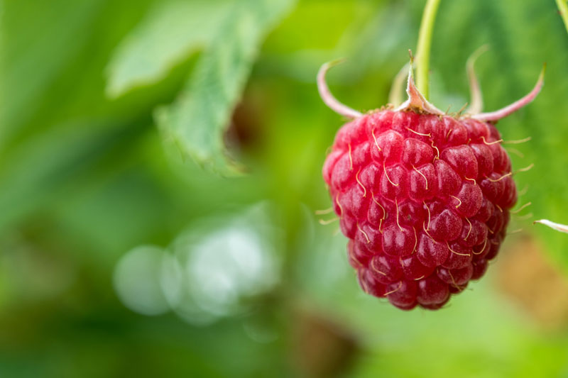 Raspberries are among the list of fruits to plant in February. Keep reading for more options.