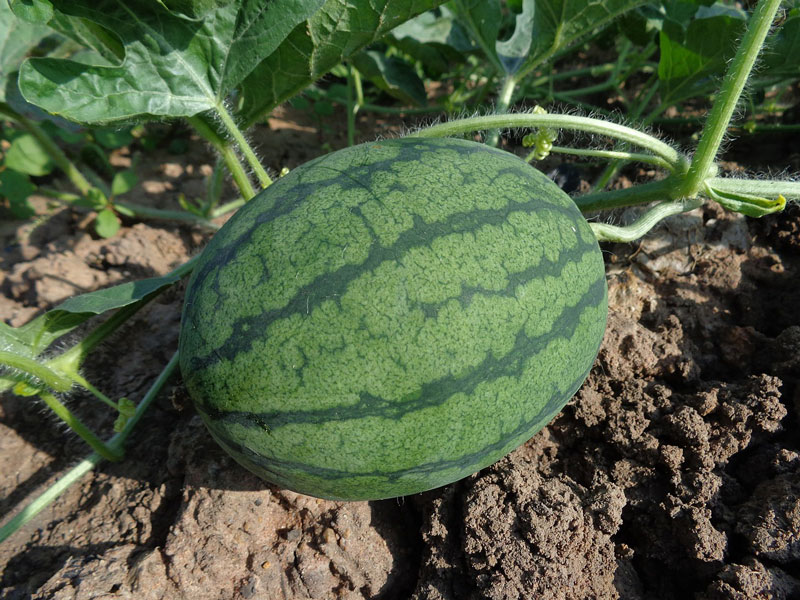 When watermelons are ripe, they'll have a dull sound when thumped. Keep reading for other hot weather gardening tips and to-dos.