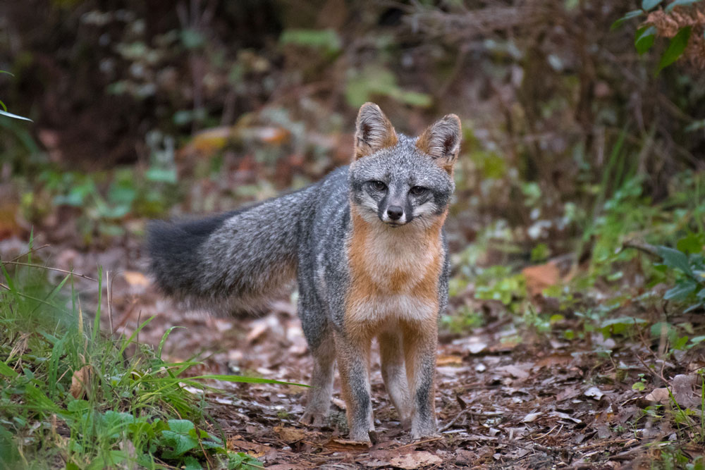 The gray fox (or grey fox) is native to the Highland Lakes of Texas. iStock image