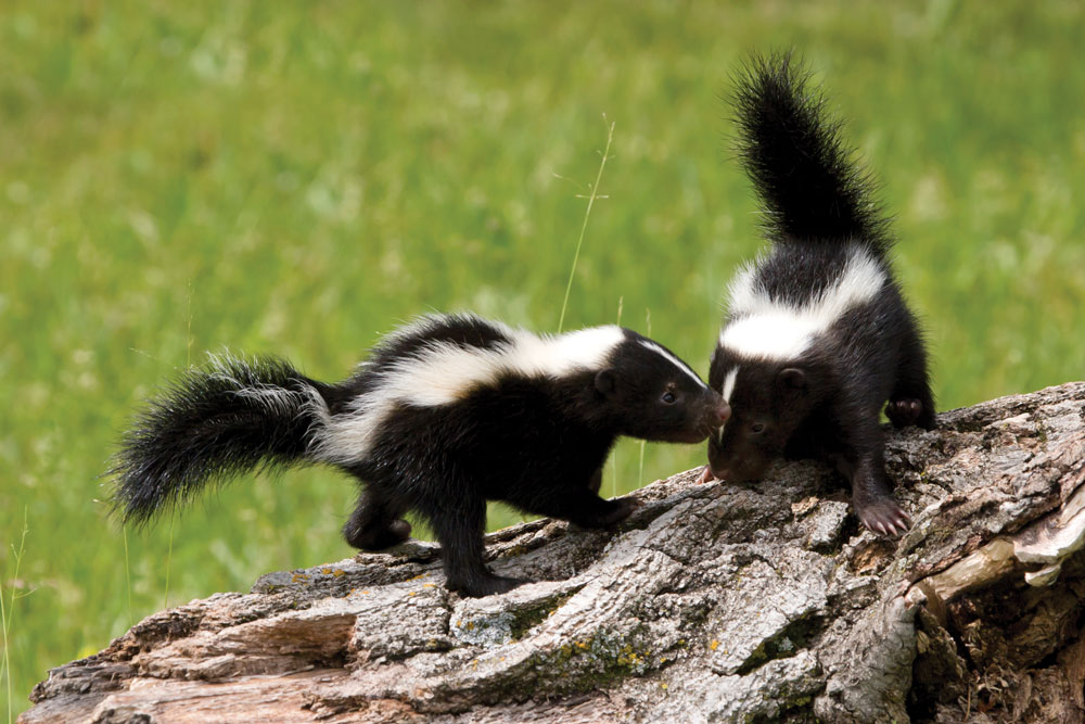 The striped skunk is the most common in North America, including Texas, which is home to five of the 12 different types of mephitidae, the animal’s scientific name. In Texas, we call 'em polecats. iStock image