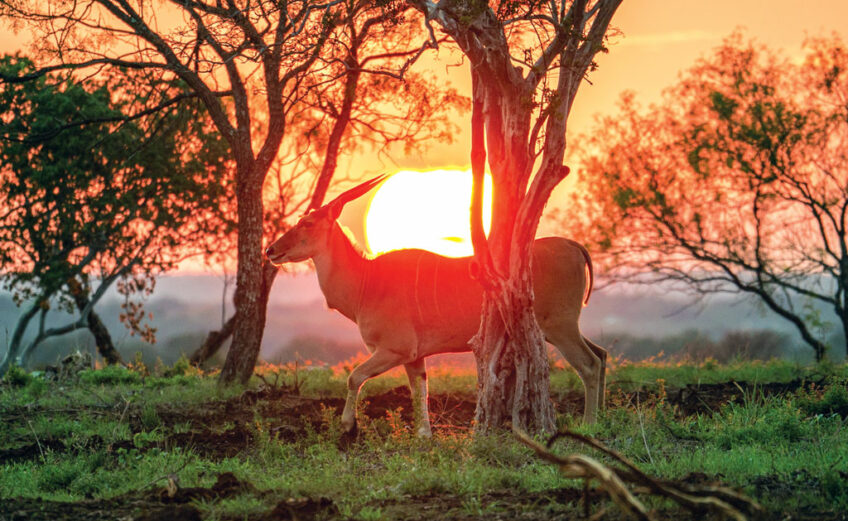 A female eland walks in front of the setting sun at Sandstone Mountain Ranch in Llano County. These are the largest antelope in the world and the species I chose to 'target' on my mock exotic game hunt. Staff photo by Dakota Morrissiey